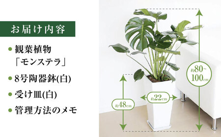 観葉植物モンステラ 8号 ロングスクエア (白) 観葉植物 [ACYK004]