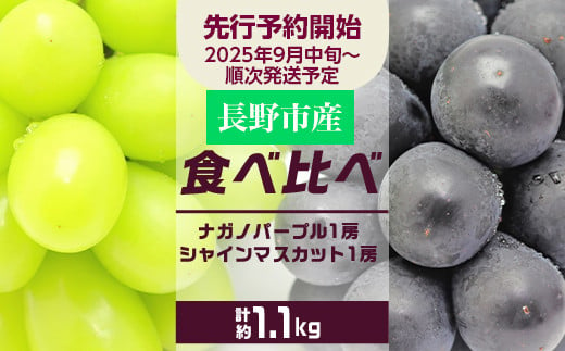 
            J0687食べ比べ「ナガノパープル&シャインマスカット」約1.1kg入【2025年9月以降発送予定】(さらしな青果) フルーツ ぶどう 葡萄 ブドウ 果物 人気 種なし 新鮮 期間限定 令和7年 2025年発送 おすすめ 産地 お届け 長野市 長野県
          