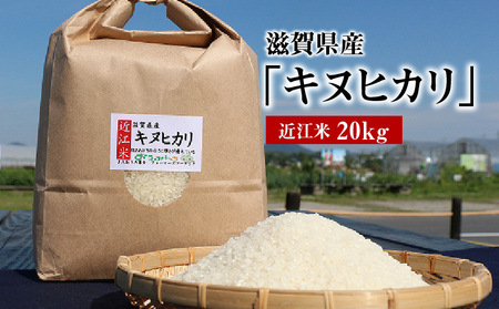 令和7年度産  近江米「キヌヒカリ」 20kg 