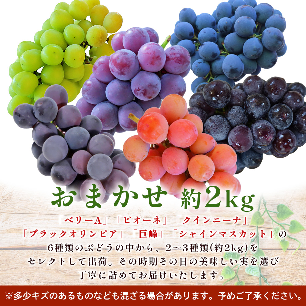 ＜西予の美味しいぶどう セレクトセット／おまかせ 約2kg＞ 果物 くだもの フルーツ 葡萄 ブドウ セット 詰め合わせ つめあわせ 食べ比べ お楽しみ おまかせ 野菜ソムリエ 食べて応援 特産品 産