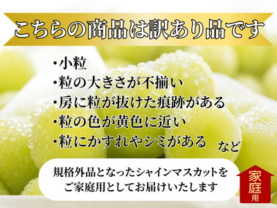 【訳あり】山梨県産旬のシャインマスカット 1kg以上（2～3房）【2025年発送】（LKS）A08-850【シャインマスカット 葡萄 ぶどう ブドウ 令和7年発送 期間限定 山梨県産 甲州市 フルーツ