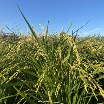 ふるさと納税 小野町 令和7年産福島県小野町産ひとめぼれ10kg(5kg×2袋)精米 |  | 02