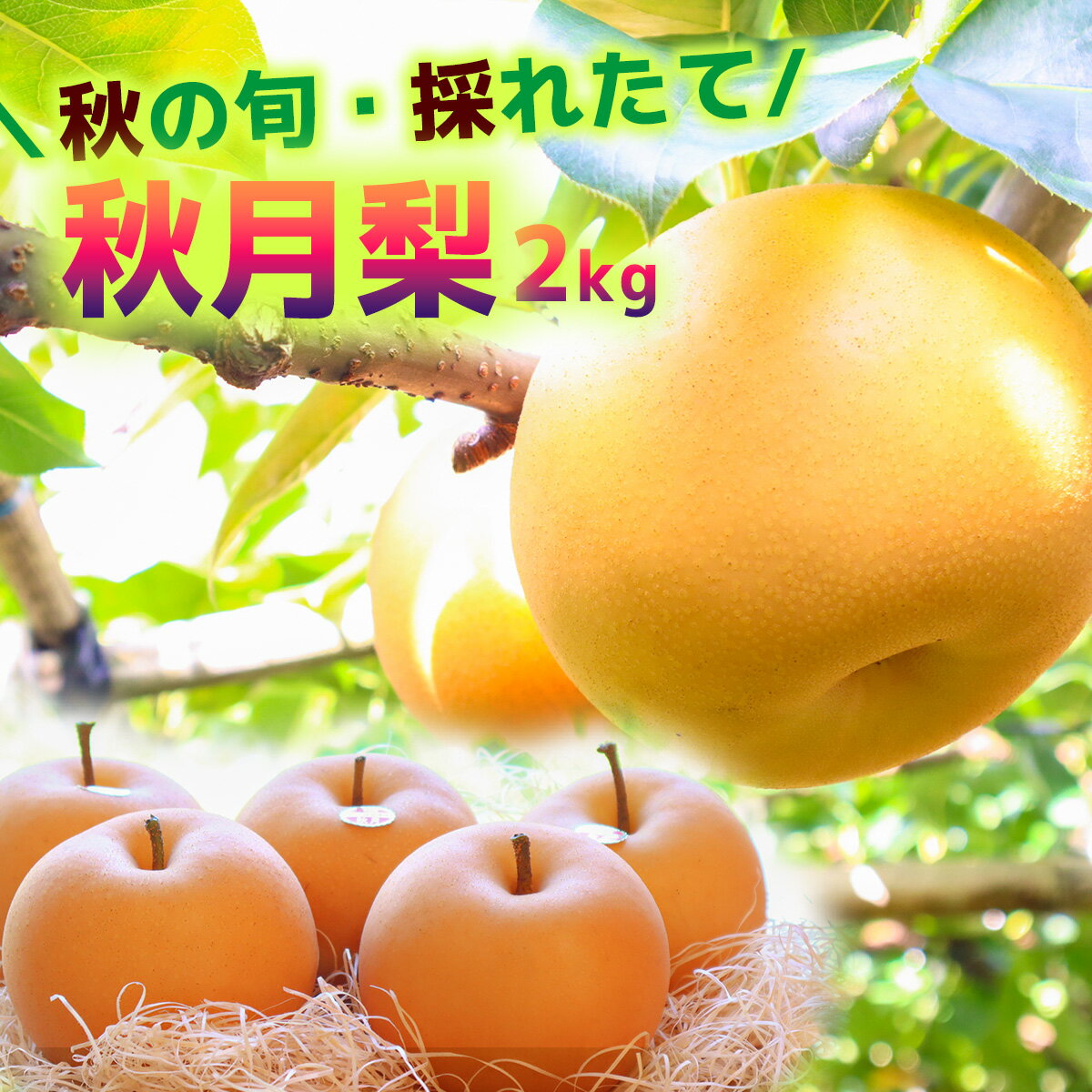 【ふるさと納税】【2026年収穫】森本果樹園の秋月梨 2kg　予約受付 フルーツ 特産品 産地直送 送料無料 期間限定 数量限定 美味しい おすすめ