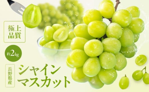 【2026先行予約】大人気! 長野県産 シャインマスカット 秀品 約2kg〈2026年9月下旬～11月上旬発送〉| 果物 くだもの フルーツ ぶどう ブドウ 葡萄 長野県 信州 南信州 飯田市