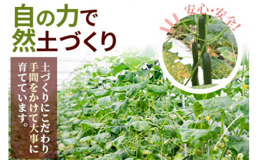 自然の力で土づくり