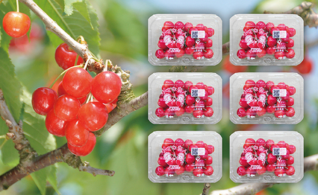 ＜先行予約＞ おまかせ さくらんぼ 秀品 L 1.08kg 180g×6パック  【6月下旬頃発送】山形県 朝日町産 農産物 フルーツ 山形産 バラ詰め サクランボ 高級 果物 初夏