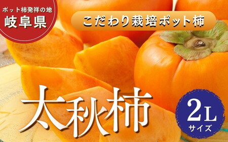 【先行予約】こだわり栽培ポット柿（太秋柿） 2Lサイズ12個入り ※離島への配送不可  ※2026年10月中旬～11月上旬頃に順次発送予定