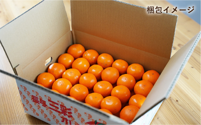 みかん 柑橘 果物 くだもの フルーツ 季節限定 先行予約 数量限定 希少 稀少 温州みかん ミカン 5kg