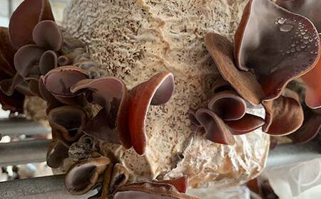 【特選】＜西会津産＞乾燥きくらげ中セット F4D-0227