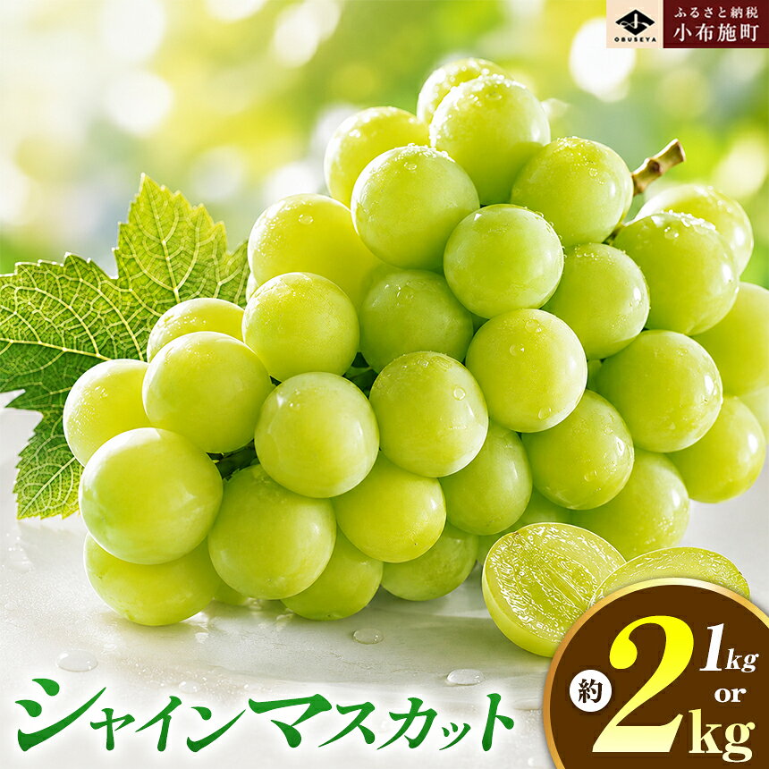 【ふるさと納税】【選べる】シャインマスカット 約1kg 2房 約2kg 3〜4房 ［おぶせファーマーズ］ 先行予約 果物 フルーツ 産地直送 種無しぶどう 種なしブドウ 葡萄 数量限定 長野 信州 令和8年産 【2026年9月上旬〜11月上旬発送】