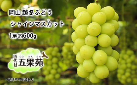 越冬 ぶどうシャイン マスカット 1房 約600g  岡山県産 シャインマスカット