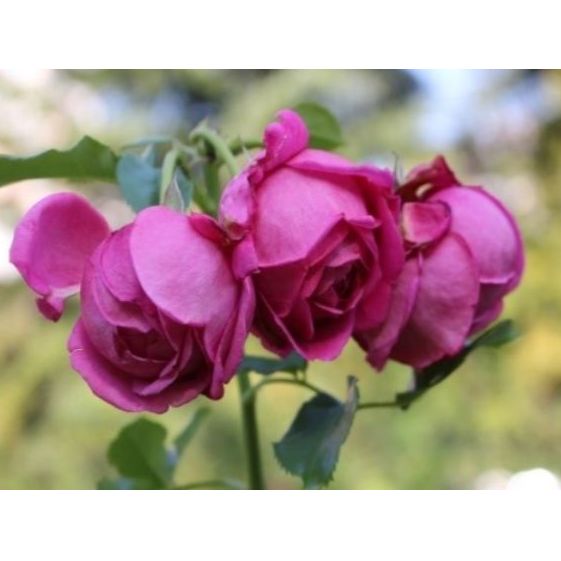 【Apple Roses】バラ苗『マイスタージンガー』大苗6号ポット植え 花 薔薇 ばら お花  HNNH001_イメージ4