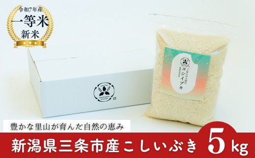 【新潟産米】 新潟県産こしいぶき 5kg 新潟産1等米 2025年産 三条市保内産 新潟産精米 新潟産白米 令和7年産 新潟産米 【016S088】