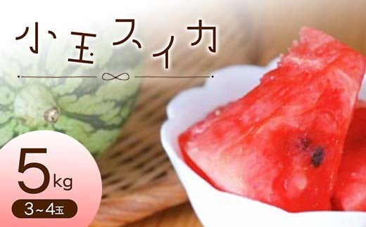 《先行予約 2025年度発送》小玉スイカ 3～4玉 約5kg  スイカ すいか 西瓜 デザート フルーツ 果物 くだもの 果実 食品 山形県 FSY-0703