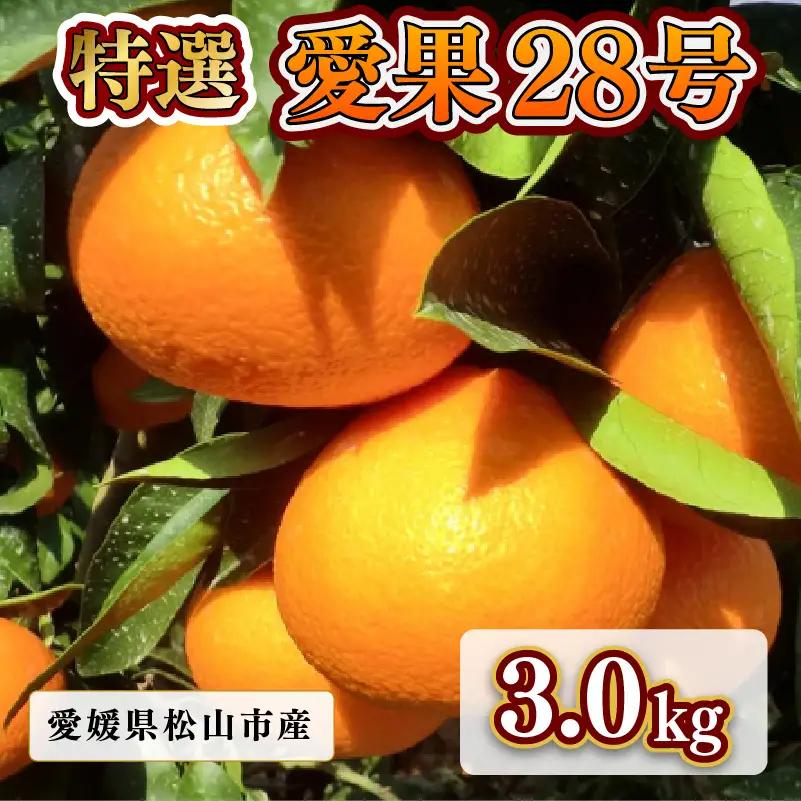 【2026年12月上旬頃から順次発送】 【特選】愛果28号 （ 紅まどんな と同品種）約3.0kg Lサイズ ｜あいか みかん 産地直送 国産 柑橘 愛媛県 松山市 瀬戸内ゆうき農場【SY054】