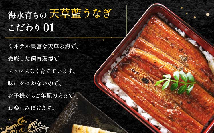 うなぎ 【ミシュラン1つ星店 採用】 国産 蒲焼き2-3尾 400g ギフト 蒲焼き 白焼き 鰻重 鰻丼 【数量限定】海水育ちの天草藍うなぎ 蒲焼き 2〜3尾セット（計約400g）鰻  