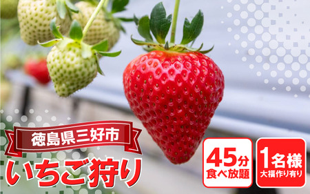 いちご狩り チケット 一人 いちご大福 付き【いちご】