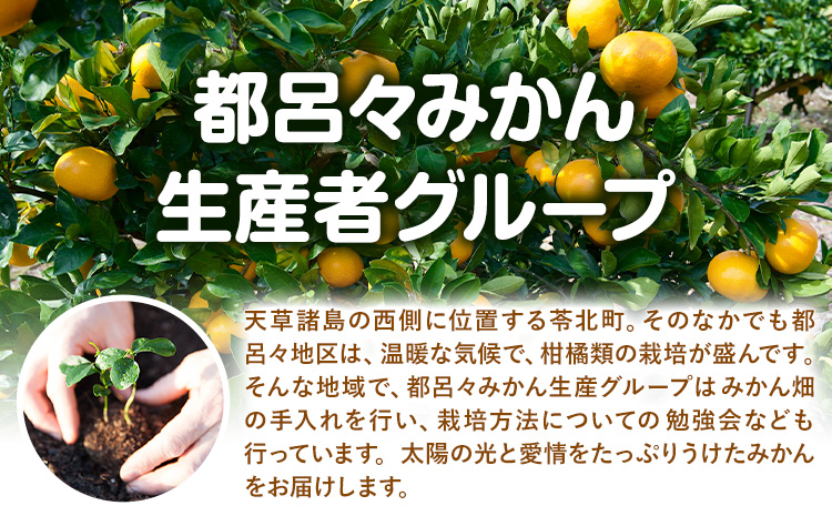 果物 フルーツ みかん 極早生みかん 豊福 約5kg 都呂々みかん生産者グループ《10月中旬-11月下旬頃出荷》 ミカン 蜜柑 柑橘 生産者直送 産地直送 天草 苓北 送料無料 熊本県【配送不可地域あ