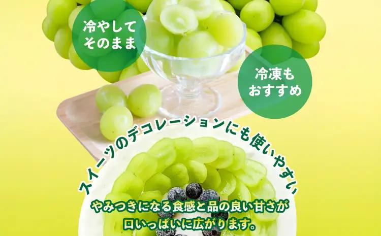  シャインマスカットシャインマスカット 1.2kg　3～4房【2026年8月中旬〜9月下旬頃発送予定】