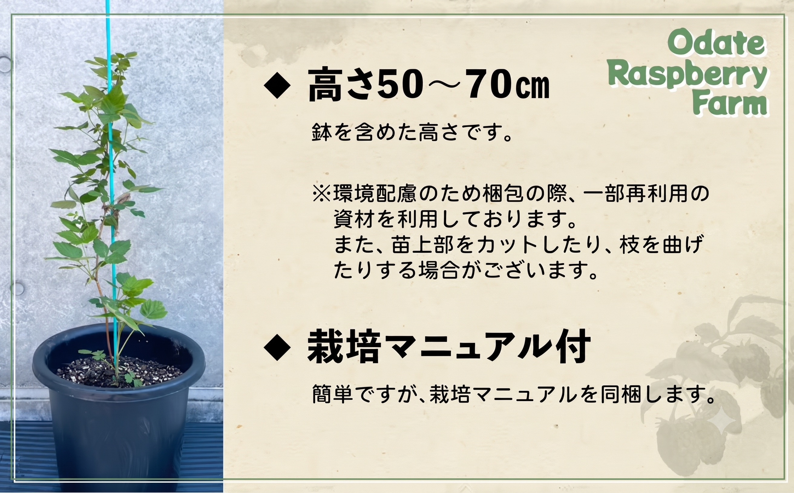 ラズベリー苗（150P7803）　150P7803【おおだてラズベリーファーム】