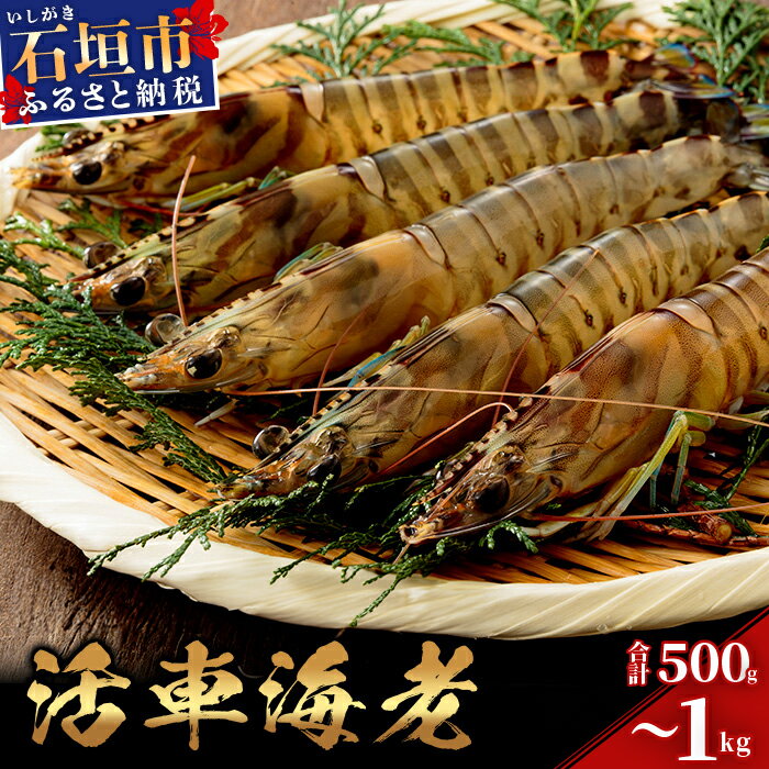【ふるさと納税】＜季節限定＞ 活車えび 500g (25尾前後) / 1kg (50尾前後) | 車えび 車海老 クルマエビ 海老 エビ 海鮮 国産 ふるさと 沖縄県 沖縄 石垣 石垣島 石垣市 人気