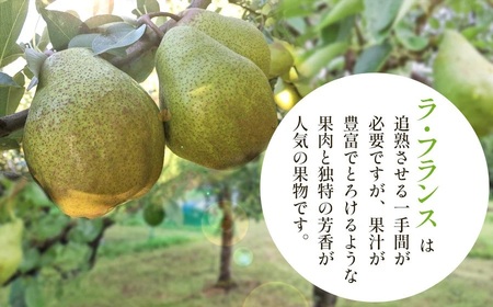 【令和7年産 先行予約】ラ・フランス　約3kg　2L以上（秀品）　庄内産直センター