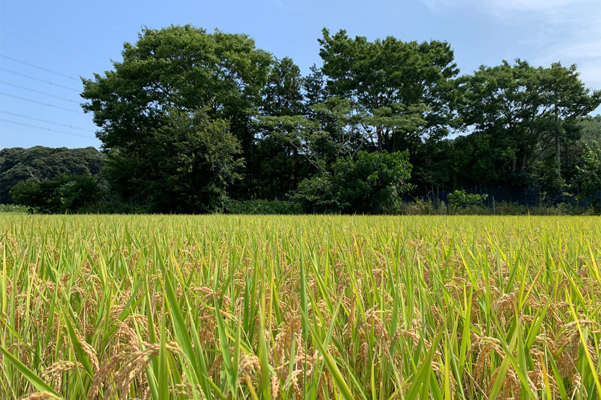 【令和8年産】稲敷市産 にじのきらめき 無洗米 10kg (5kg×2袋)｜お米 おこめ 精米 無洗米 直送 稲敷 茨城 [2375]