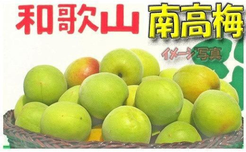 【梅干・梅酒用】（LまたはM−10Kg）熟南高梅＜2025年6月上旬～7月7日発送予定＞フルーツ 果物 くだもの 食品 人気 おすすめ 送料無料【ART08】