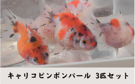 【 先行予約 】 金魚 キャリコピンポンパール 3匹セット | 新潟県
