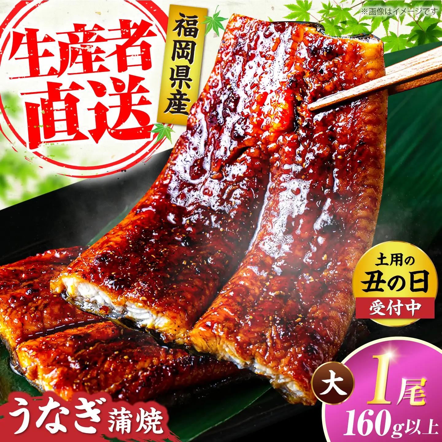 福岡県産 うなぎ 蒲焼 大1尾 160g以上 《豊前市》【福岡養鰻】[VAD036]