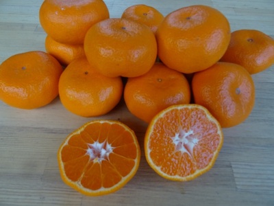 [2025年12月下旬頃から発送] 温州みかん 5kg｜先行予約 みかん フルーツ 果物 柑橘 [0535]