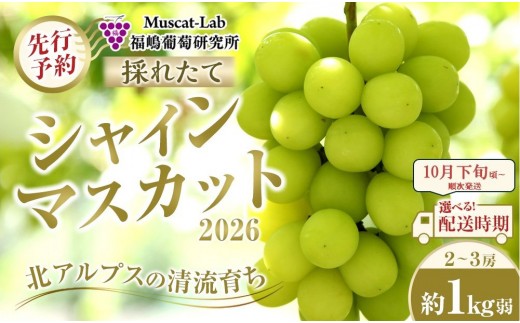 【先行予約】C　2026  シャインマスカット　２房～３房　約1kg弱【2026年10月下旬頃～順次発送予定】長野県産 　国際特許有機肥料栽培