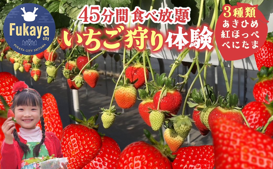 
            【埼玉県】いちご狩り3種類食べ比べ体験（大人1名様）　品種：あきひめ・紅ほっぺ・べにたま　～たっぷり45分間お楽しみいただけます！～　【11218-0945】
          