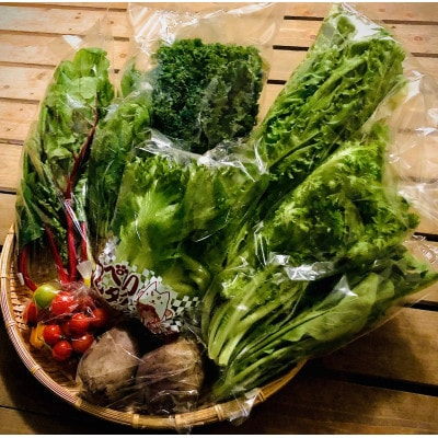 
ご夫婦2人で食べきり量のサラダボウルが作れる野菜詰め合わせセット＜少量パック8品目＞【1454133】
