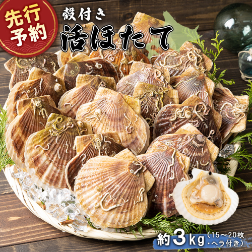 【先行予約】北海道 羽幌町産 殻付き活ホタテ 約3kg（15～20枚・ヘラ付き）【43001AA0101】