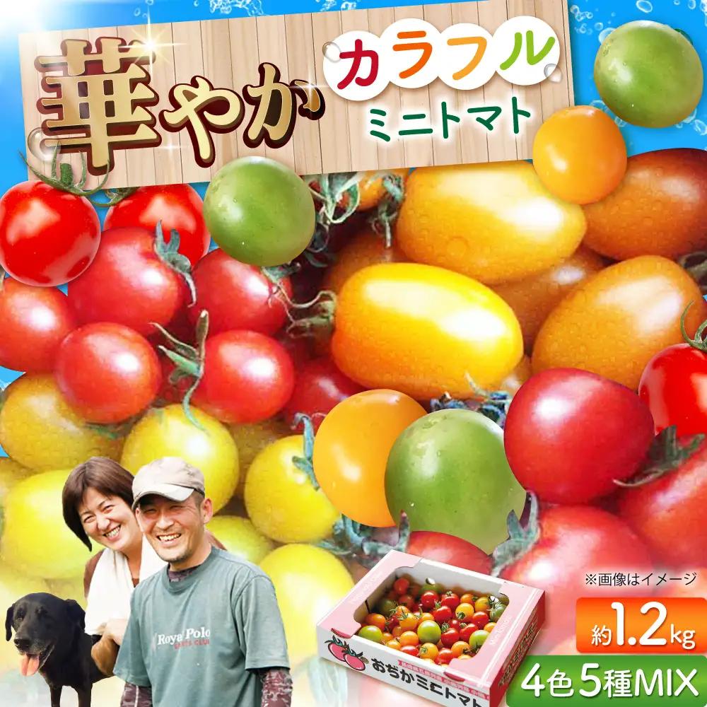 4色5種MIX カラフルミニトマト 約1.2kg [DAE001] ミニトマト