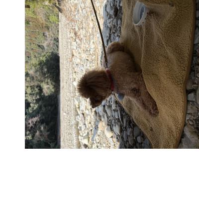 ふるさと納税 上牧町 alberton社赤外線を吸収して発熱するsliva knitわんにゃんブランケット ブリティッシュ |  | 02