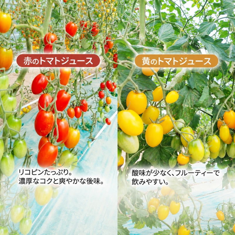 【先行予約】糖度平均9～10度！十勝 幕別産 ミニトマトジュ