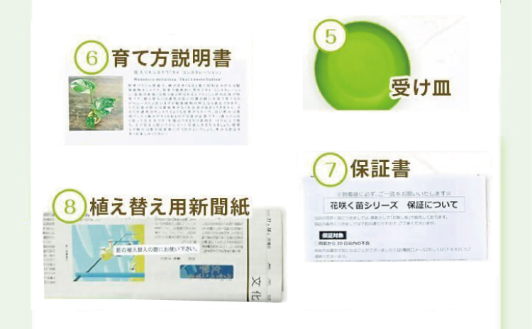 【森水木のラン屋さん】斑入り モンステラ タイ コンステレーション 2.5号ポット 栽培苗 植え替えセット付き ベージュ系素焼き鉢 熊本県 宇城市産 モンステラ 希少品種 観葉植物 インテリア グリー