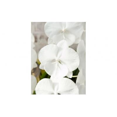 ふるさと納税 山口市 【全国洋ラン品評会受賞品種】ミディ系ホワイト胡蝶蘭『リトルシルキー』3本立[LS-3]　B103 |  | 02