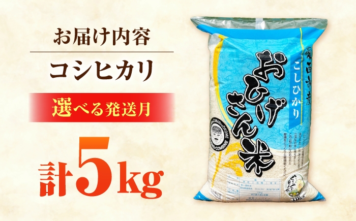 米 お米 5kg 5キロ 白米 精米 愛知県産 国産米 コシヒカリ 国産