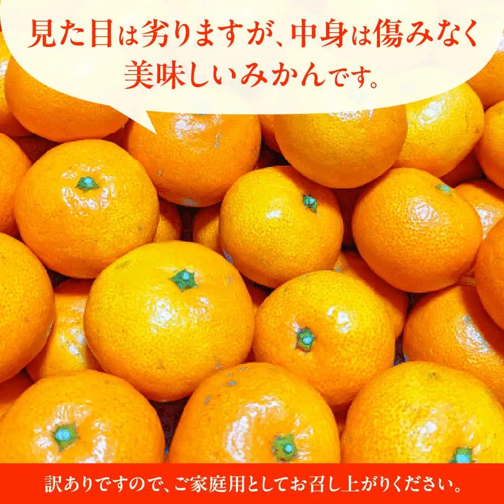 先行予約 訳あり家庭用温州みかん 約9.4kg～10kg ミカン蜜柑 ZCN015