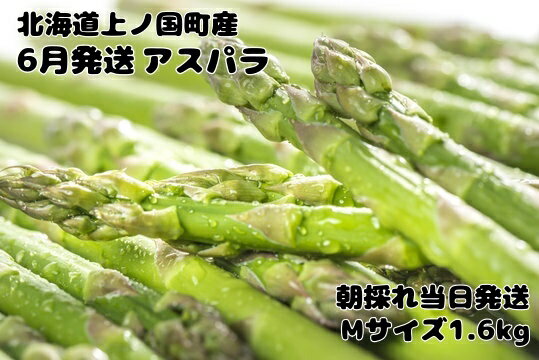 【ふるさと納税】【2026年6月発送】寅福菜園の朝採り6月限定アスパラ　M（1.6kg）　グリーンアスパラ　朝採れ　農家直送　新鮮　ジューシー　特産品　北海道産