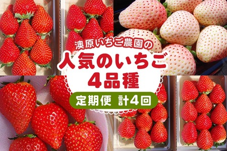 [先行予約][4ヶ月連続定期便] 澳原いちご農園人気のいちご4品種お届け定期便 (毎月1品種お届け 計4回)｜いちご イチゴ 苺 フルーツ 果物 産地直送 栃木県産 [0485]