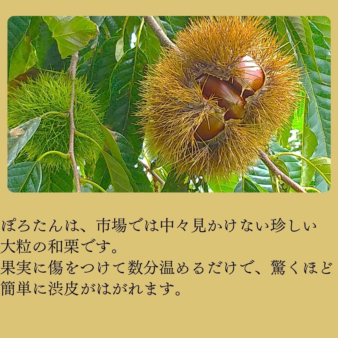生栗「ぽろたん」約2kg＜2026年9月中旬発送＞