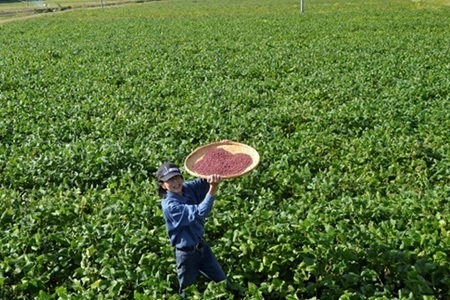 瑞穂大納言小豆 2kg 京都 京丹波町産 ブランド 小豆 あずき [032KK001]