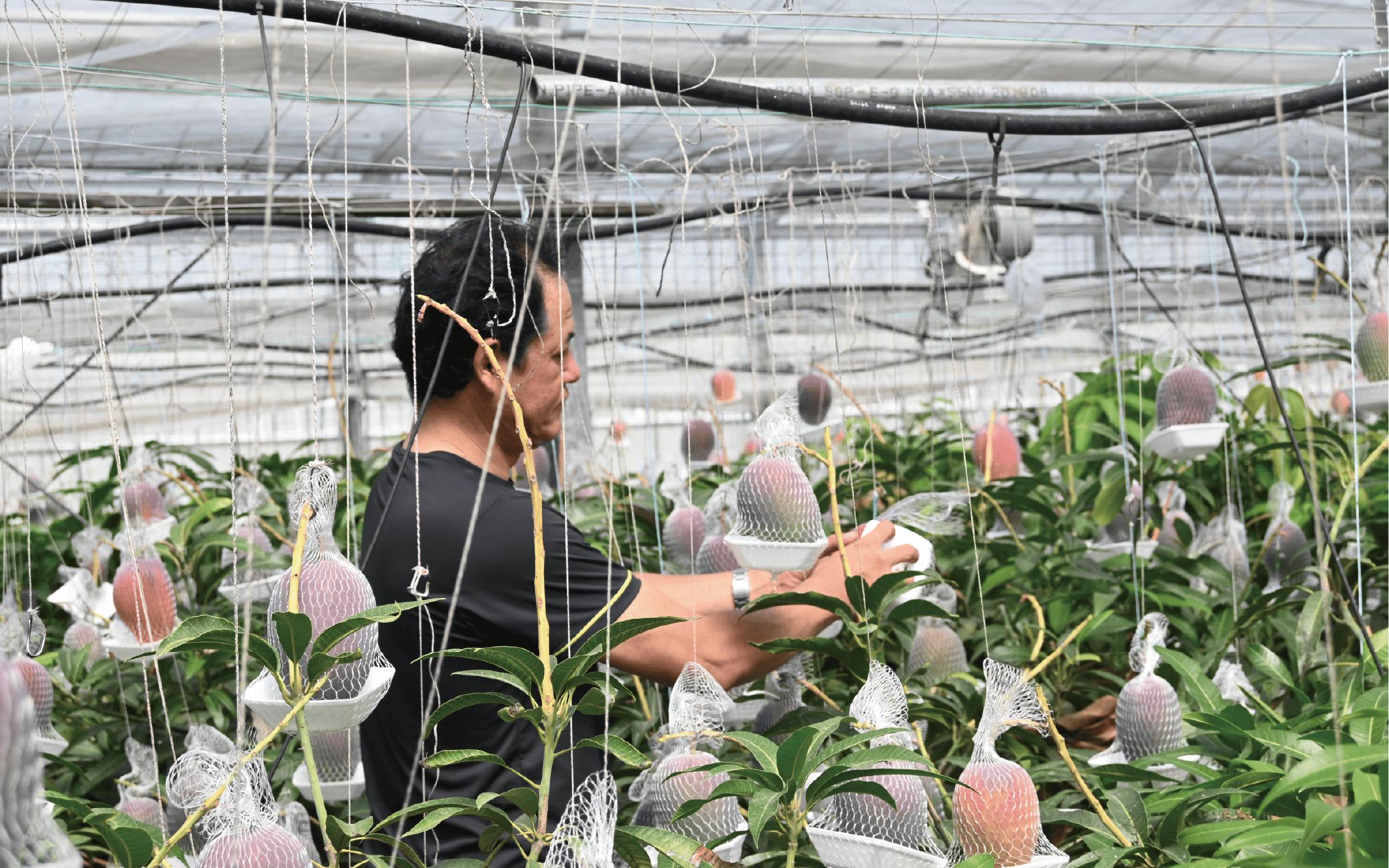 【2026年 発送】＜訳あり＞地下から湧き出る温泉と蒸気熱を利用栽培した温泉完熟マンゴー約1kg(トロピカルファームいぶすき/016-1764) マンゴー フルーツ 果物 くだもの 旬 夏 指宿 いぶ