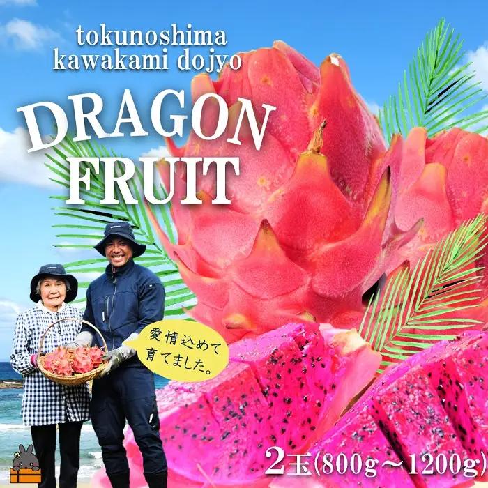 ～徳之島の川上さん親子が育てた～ドラゴンフルーツ（赤：2玉）（ 果物 フルーツ 徳之島 奄美 川上道場 ）