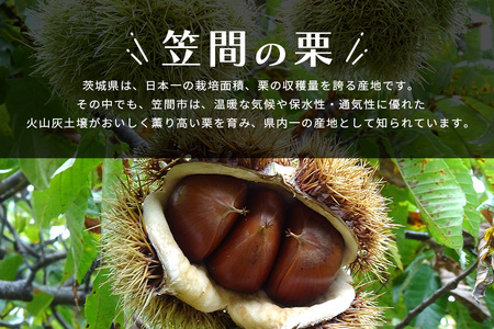 笠間の生栗 （約2kg） 低温熟成 利平 2L以上 日本一 栗生産量 茨城県 栗 くり 生栗 熟成栗 大きい 大粒 茨城 国産 国産栗 和栗 甘栗 栗ご飯 栗きんとん 栗おこわ 甘露煮 マロン 秋 旬