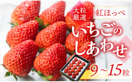 ≪先行予約≫【愛知県・田原産】ブランドいちご「いちごのしあわせ」約9粒～15粒  4月中お届け ／ 苺 イチゴ フルーツ 果物 農薬節減 愛知県 特産品 産地直送 田原市 渥美半島